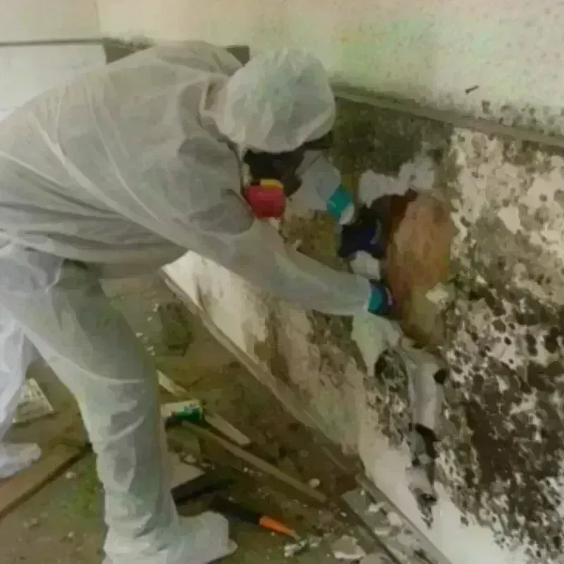 Mold Remediation and Removal in Somerset County, NJ